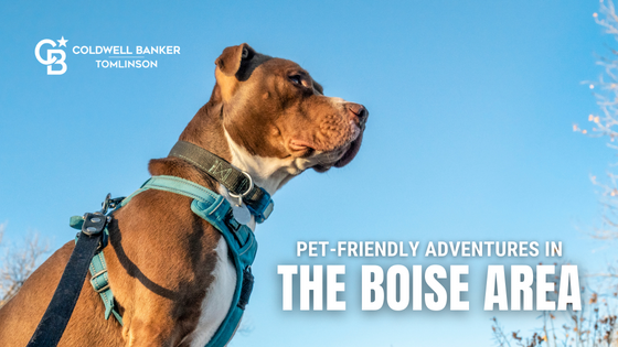 Boise Pets
